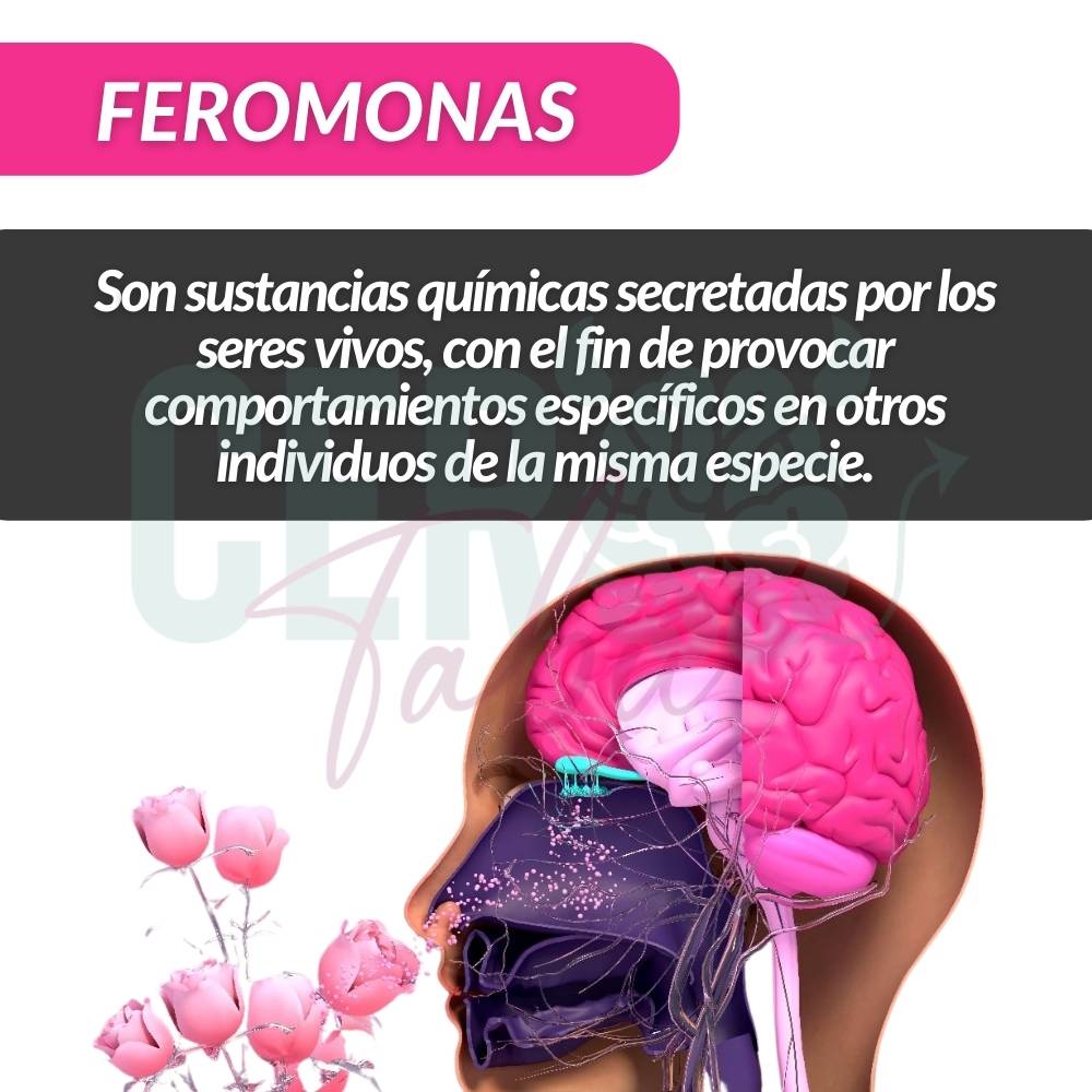 Kit Feromonas Femeninas Crema , Locion, Jabon, Amarre